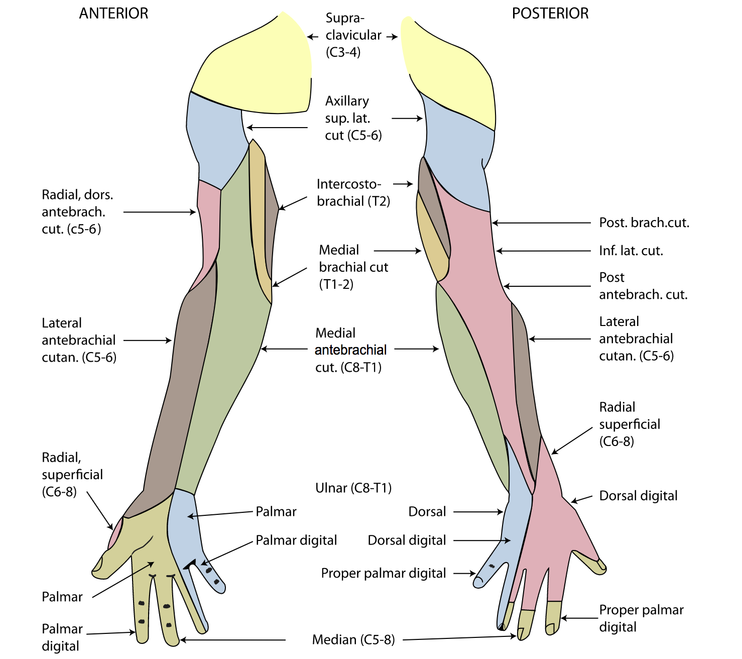 Referred pain from neck to arm - Huntington Beach Sports Chiropractor ...