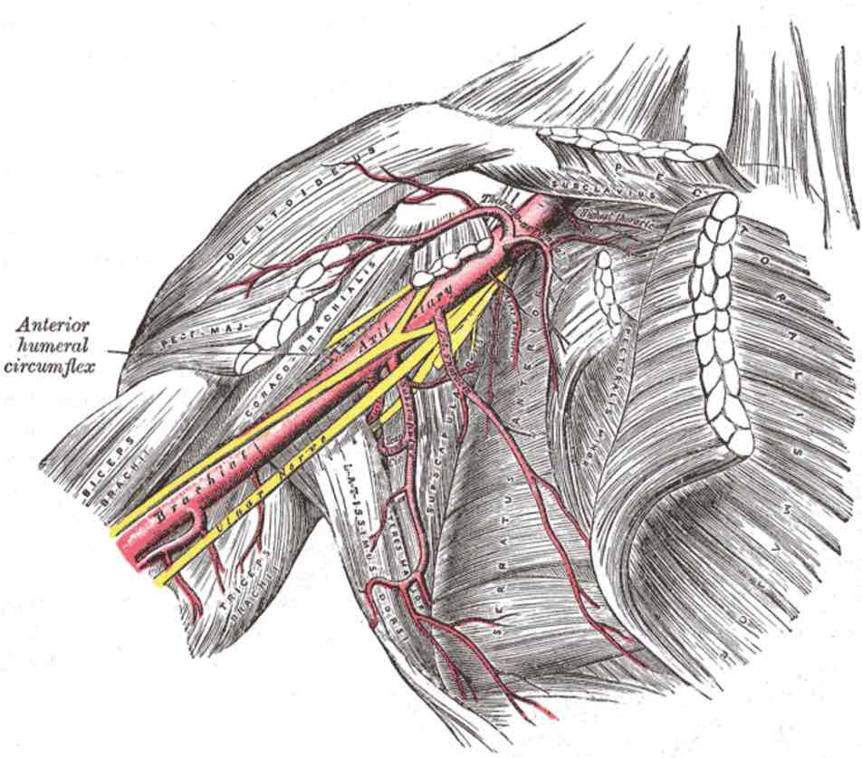 nerve_flossing_neck_shoulder - Sports Chiropractor Located in Costa ...